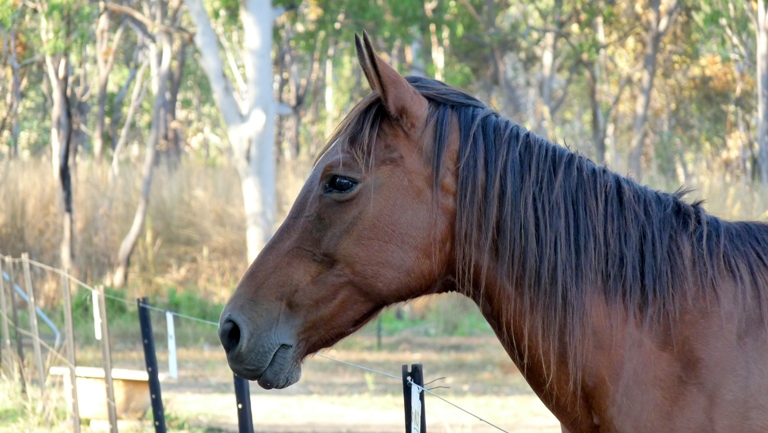 Pferd